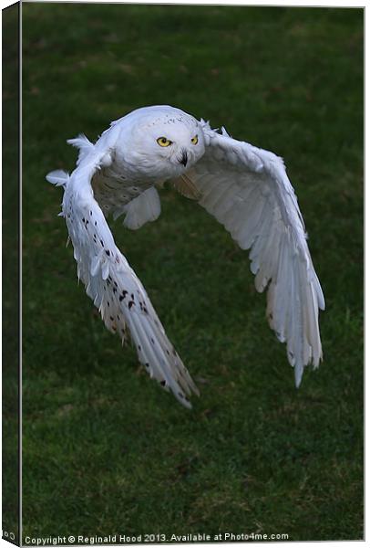 Snowy Owl Canvas Print by Reginald Hood