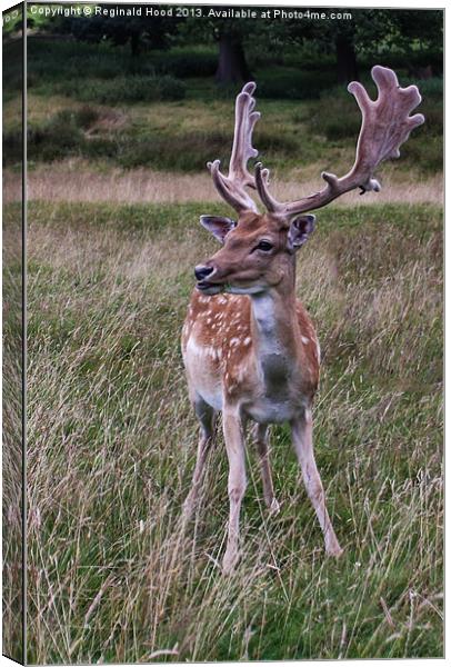 Deer Canvas Print by Reginald Hood