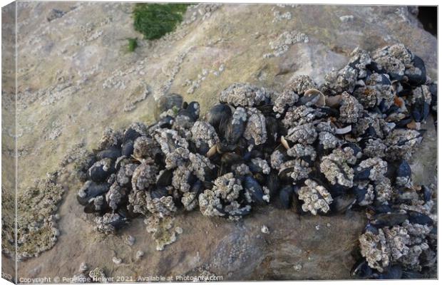 Clustering mussels and barnacles Canvas Print by Penelope Hellyer