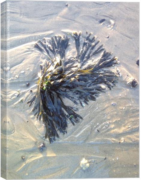 Sandy Seaweed Canvas Print by Penelope Hellyer