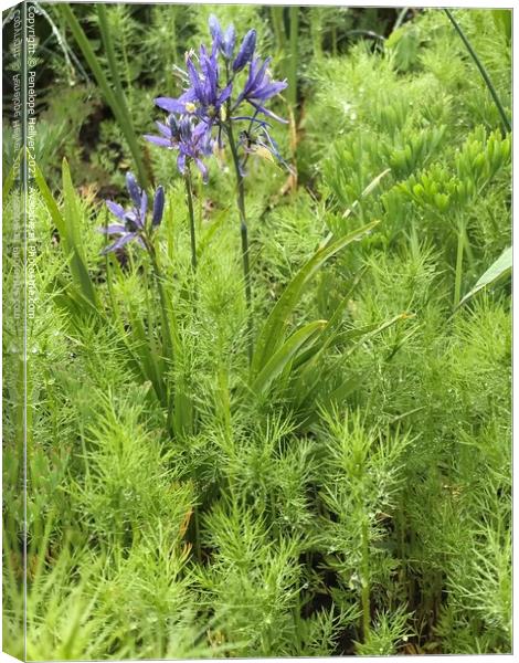 Camassia and feathery foliage Canvas Print by Penelope Hellyer