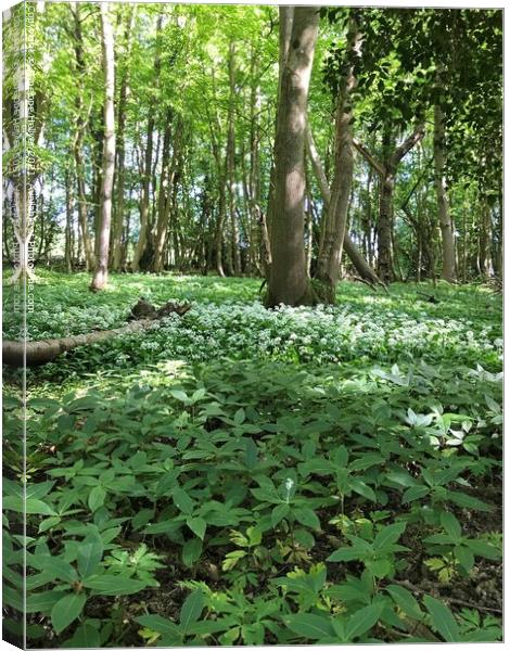 Wild Garlic at Marline Valley Woods  Canvas Print by Penelope Hellyer