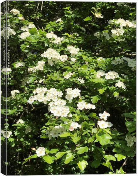 Wild Rose at Marline Valley Woods  Canvas Print by Penelope Hellyer