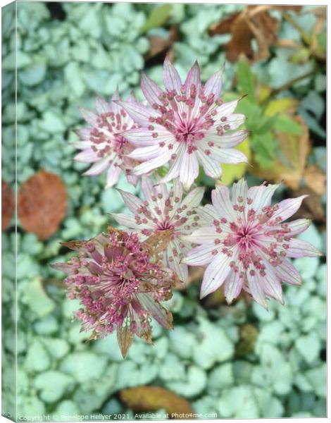 Astrantia Roma Canvas Print by Penelope Hellyer