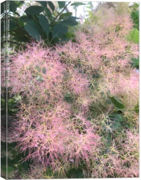 Cotinus 'Grace' Canvas Print by Penelope Hellyer