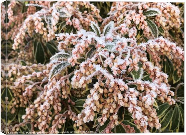 Frosted Pieris Canvas Print by Penelope Hellyer