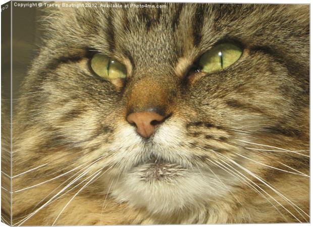 Dolly the maincoon cat Canvas Print by Tracey Boatright