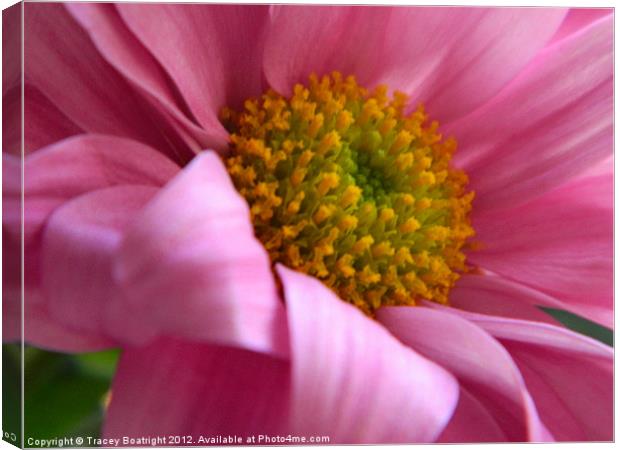 pink pretty Canvas Print by Tracey Boatright