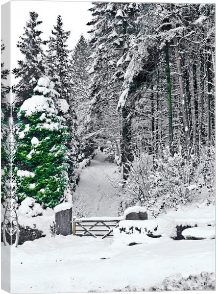 Gateway through the snow Canvas Print by Hazel Powell
