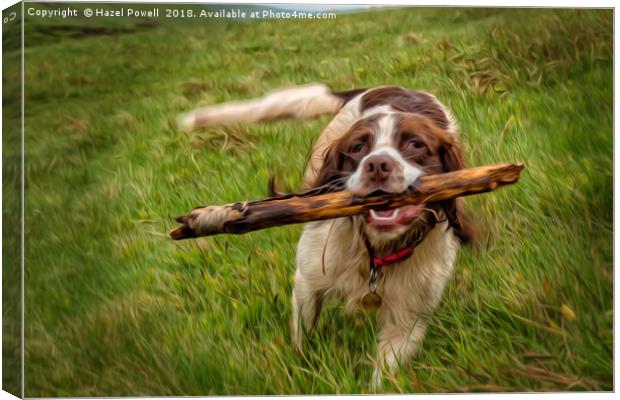 Springer Spaniel and her stick Canvas Print by Hazel Powell