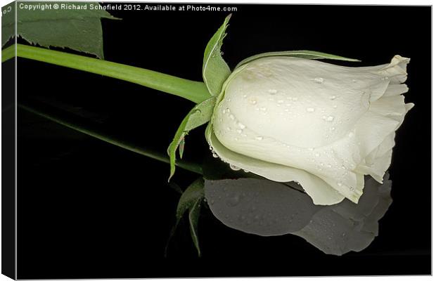 White Rose on Plexiglass Canvas Print by Richard Schofield
