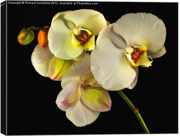 White Orchid On Black Canvas Print by Richard Schofield