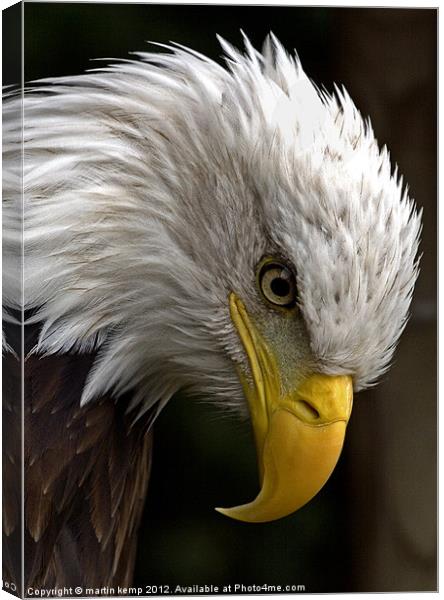 Eagles Eye Canvas Print by Martin Kemp Wildlife