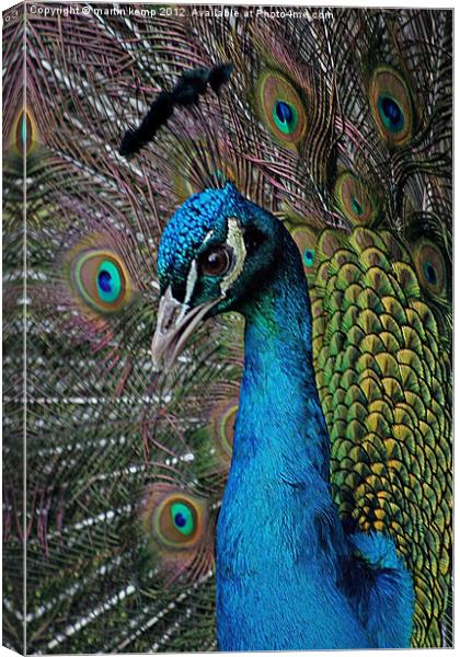 Peacock Canvas Print by Martin Kemp Wildlife