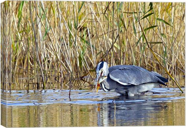 Lunch Time Canvas Print by Martin Kemp Wildlife