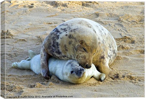 Cuddle Time Canvas Print by Martin Kemp Wildlife