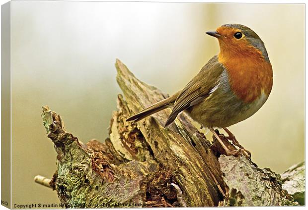 Looking back Canvas Print by Martin Kemp Wildlife