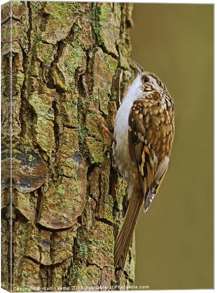 Treecreeper Canvas Print by Martin Kemp Wildlife