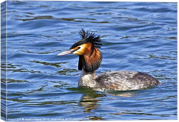 Great Crested Grebe Canvas Print by Martin Kemp Wildlife