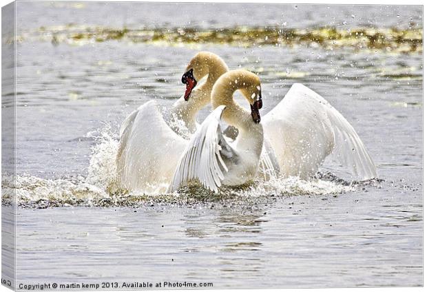 Dancing Swans Canvas Print by Martin Kemp Wildlife