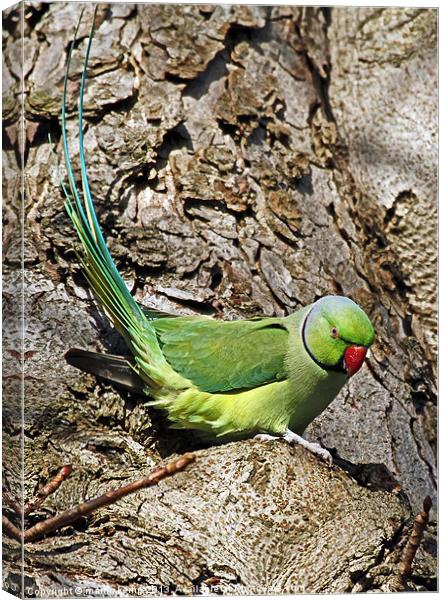 Ring Necked Parakeet Canvas Print by Martin Kemp Wildlife