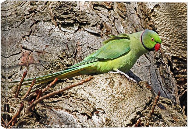 Ring Necked Parakeet Canvas Print by Martin Kemp Wildlife