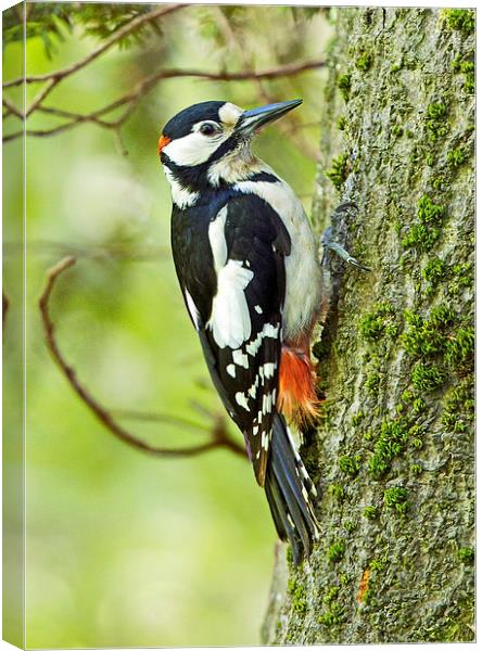 Great Spotted Woodpecker Canvas Print by Martin Kemp Wildlife