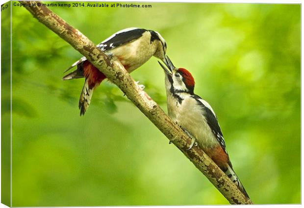 Feeding Time  Canvas Print by Martin Kemp Wildlife