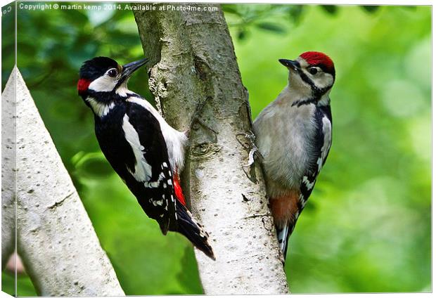  Father And Son Canvas Print by Martin Kemp Wildlife