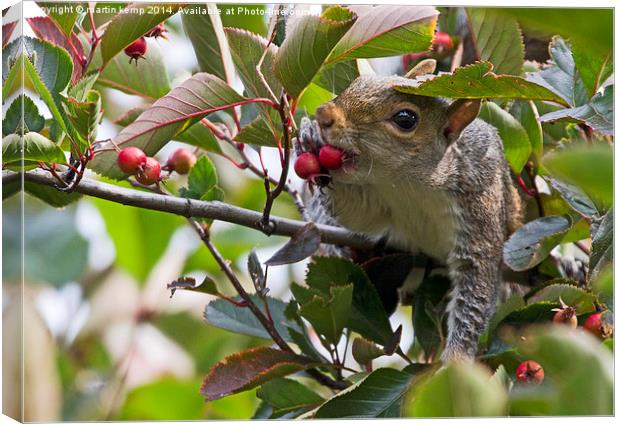  Just a Snack Canvas Print by Martin Kemp Wildlife