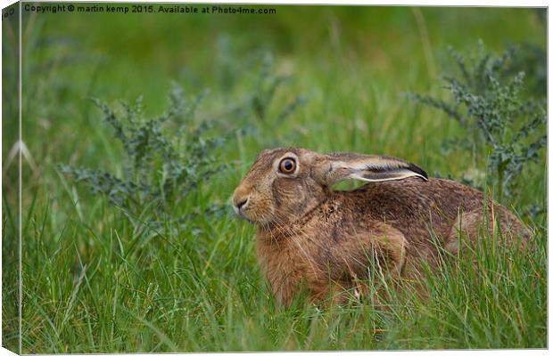 Brown Hare  Canvas Print by Martin Kemp Wildlife
