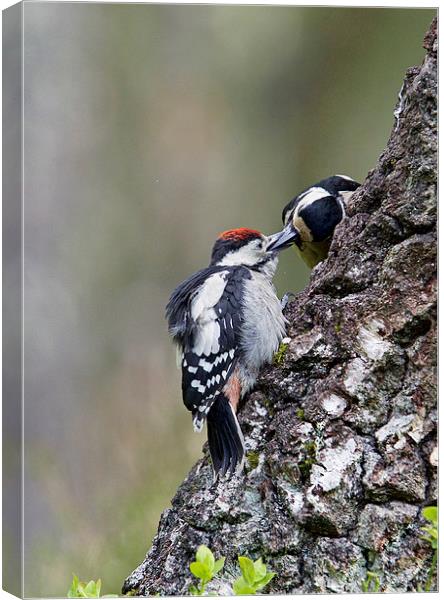 Mum Feeding Juvenile Woodpecker  Canvas Print by Martin Kemp Wildlife