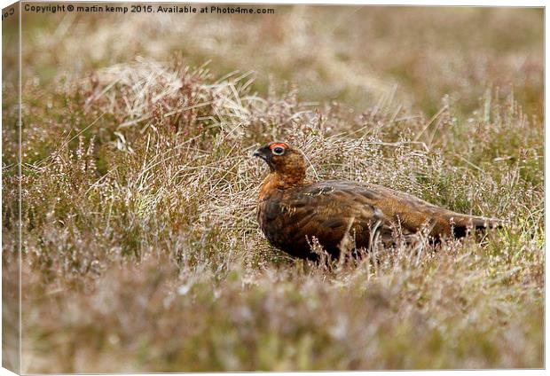 Male Red Grouse  Canvas Print by Martin Kemp Wildlife