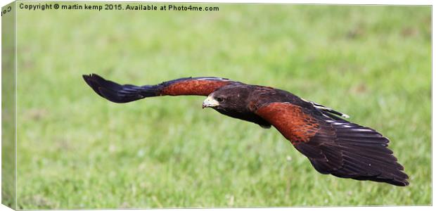 Harris Hawk  Canvas Print by Martin Kemp Wildlife