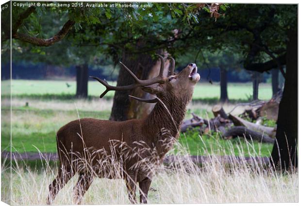 Roaring Stag   Canvas Print by Martin Kemp Wildlife