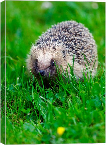 Hedgehog 1  Canvas Print by Martin Kemp Wildlife