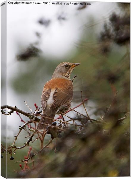 Fieldfare 2  Canvas Print by Martin Kemp Wildlife