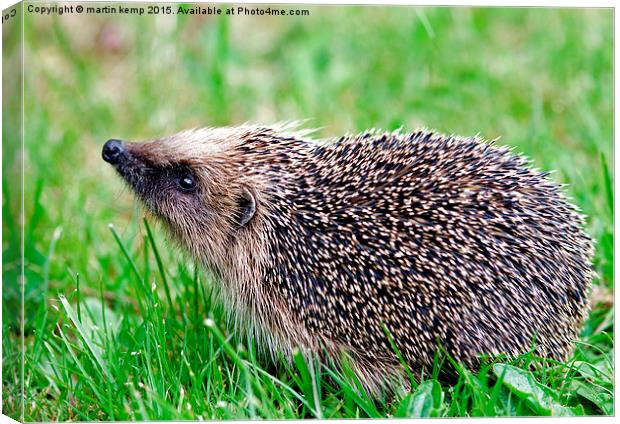 Hedgehog 2  Canvas Print by Martin Kemp Wildlife