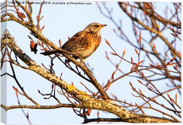 Fieldfare 3  Canvas Print by Martin Kemp Wildlife