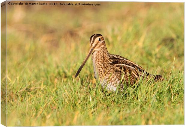 Snipe in the Grass Canvas Print by Martin Kemp Wildlife