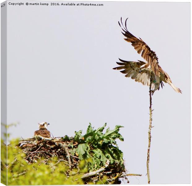 Nest Building Osprey's  Canvas Print by Martin Kemp Wildlife