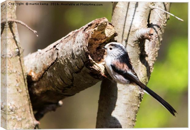 Longtail Tit Canvas Print by Martin Kemp Wildlife