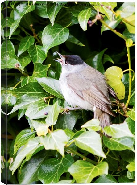 Male Blackcap With Berry Canvas Print by Martin Kemp Wildlife