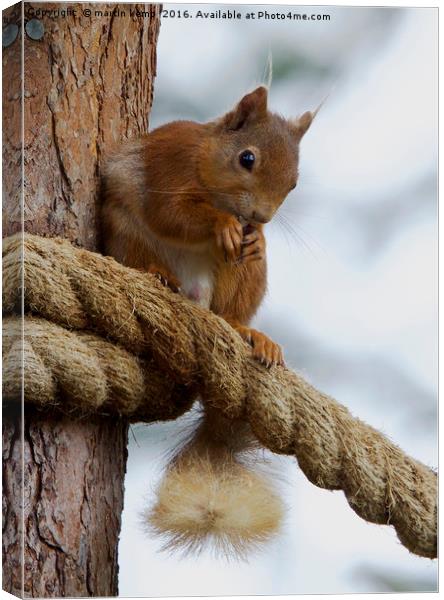 Red Squirrel on the Ropes Canvas Print by Martin Kemp Wildlife