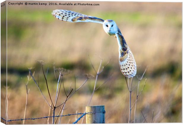 Barn Owl in Flight Canvas Print by Martin Kemp Wildlife