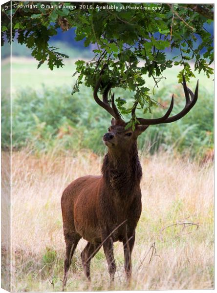 Decorating The Antlers  Canvas Print by Martin Kemp Wildlife