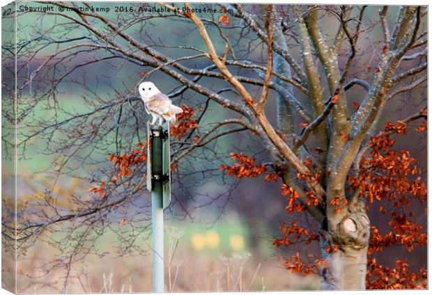 Barn Owl on Sign Post Canvas Print by Martin Kemp Wildlife