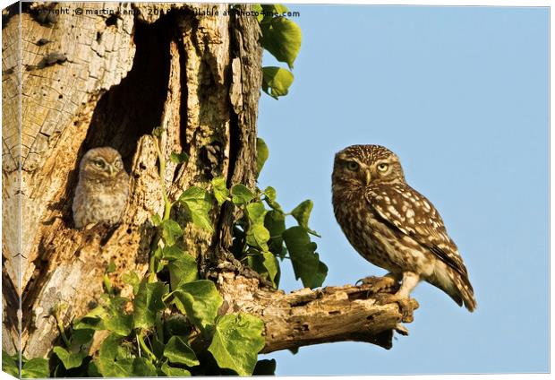 Little Owl Looking For Mum Canvas Print by Martin Kemp Wildlife