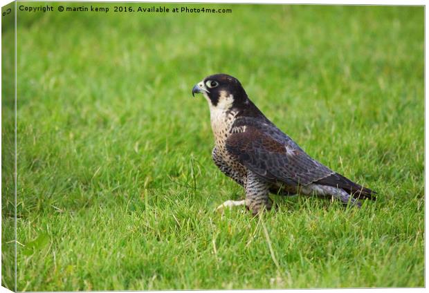 Peregrine Falcon 2 Canvas Print by Martin Kemp Wildlife