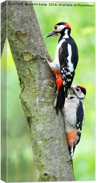 Teaching Junior Canvas Print by Martin Kemp Wildlife